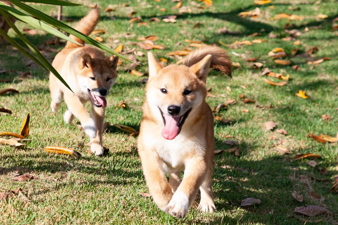 shiba inu brasil