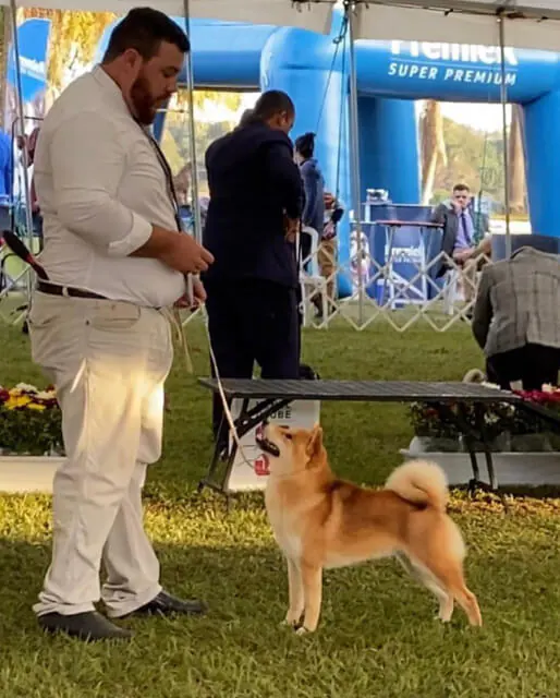 shiba1