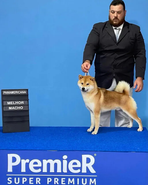 shiba2